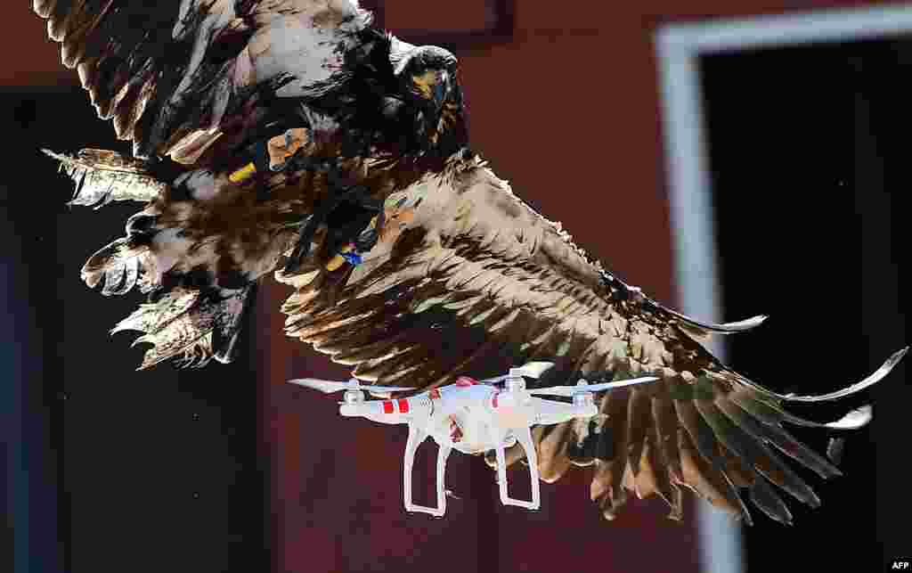 A trained young eagle attempts to catch a drone during a demonstration organized by the Dutch police as part of a program to train birds of prey to catch drones flying over sensitive or restricted areas, at the Dutch Police Academy in Ossendrecht, the Netherlands.