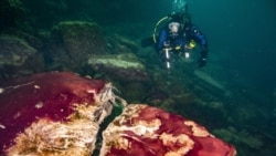 In this photo provided by the NOAA Thunder Bay National Marine Sanctuary a scuba diver observes the purple, white and green microbes covering rocks in Lake Huron’s Middle Island Sinkhole. (Phil Hartmeyer/NOAA Thunder Bay National Marine Sanctuary via AP)