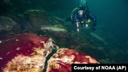 In this photo provided by NOAA's Thunder Bay National Marine Sanctuary, a scuba diver observes purple, white and green microbes covering the rocks in the Middle Island sinkhole of Lake Huron.  (Phil Hartmeyer / NOAA Thunder Bay National Marine Sanctuary via AP)