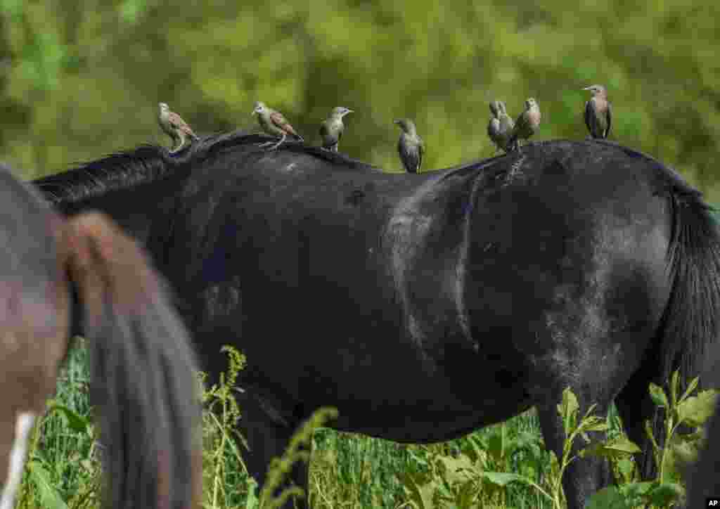 Starlings sit on the back of an Icelandic horse at a stud farm in Wehrheim near Frankfurt, Germany.