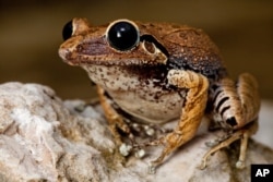 Another rediscovery by the Conservation International Team, the Macaya Burrowing Frog, lays its eggs underground.