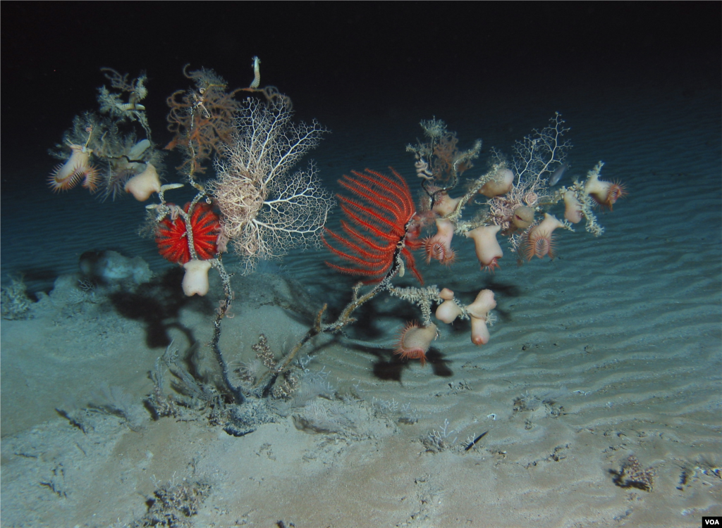 Na morskom dnu, naučnici skupljaju primjerke bioluminiscentnih vrsta. Credit: Sonke Johnsen