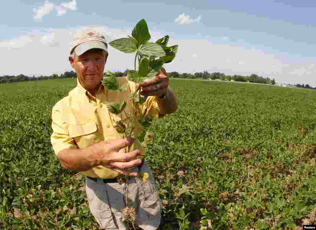 Farmer Scott Keach looks at a drought-damaged soybean plant in a field in Henderson, Kentucky, July 24, 2012.