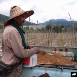 A migrant worker in a cucumber farm that is located just a 200 meters away from the radioactive waste dump site in the outskirts of Papan town. voanews.