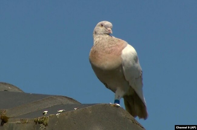 میلبورن کے ایک مکان کی چھت پر کبوتر بیٹھا ہے۔ 14 جنوری 2021