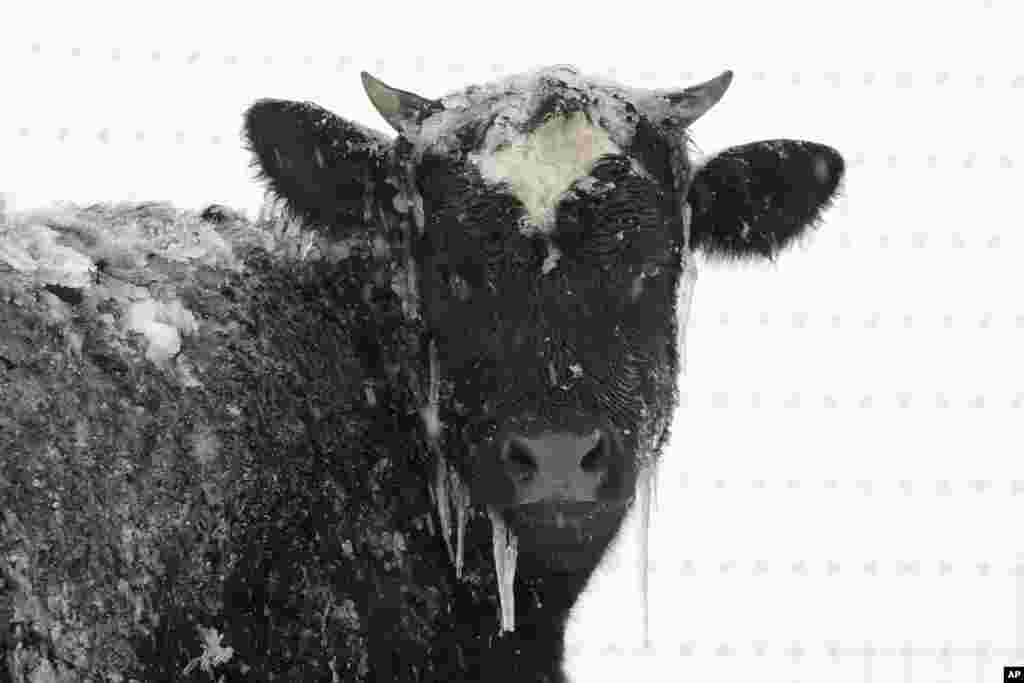 A cow stands in pasture during a winter snow storm in Salisbury, Pennsylvania, March 14, 2017.