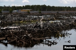 A view of a destroyed mangrove forest outside the Sunlight Seafood shrimp farm in Pitas, Sabah, Malaysia, July 6, 2018.