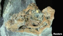 Embrio dinosaurus yang ditemukan di wilayah Patagonia (Argentina) ini termasuk dalam jenis herbivora Titanosaurus yang mematahkan keraguan asal usul dinosaurus yang dilahirkan seperti mamalia atau melalui telur seperti jenis reptil (Foto: dok).