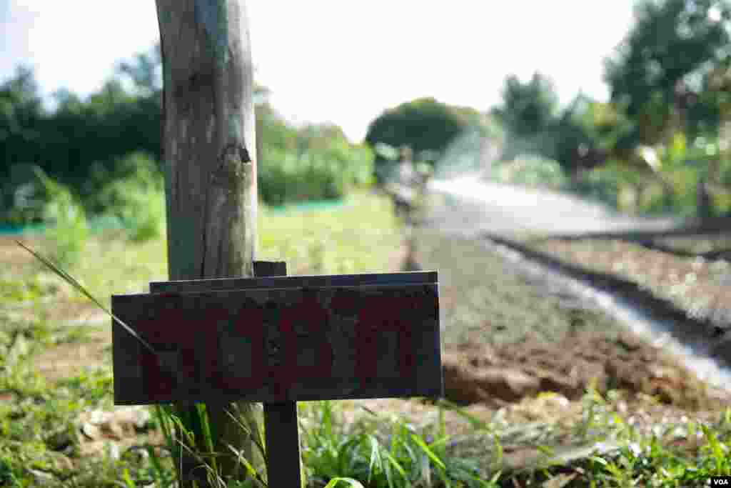 ទិដ្ឋភាពចម្ការបន្លែសរីរាង្គរបស់សហករណ៍សរីរាង្គខ្មែរនៅឯរមណីយដ្ឋាន ពិកនិកក្នុងខេត្តព្រះសីហនុ។ សហករណ៍សរីរាង្គខ្មែរគឺជាក្រុមខ្មែរដំបូងគេដែលទទួលបានវិញ្ញាបនបត្រស្តង់ដារអឺរ៉ុបផ្នែកបន្លែសរីរាង្គនិងផ្លែឈើនៅក្នុងប្រទេសកម្ពុជា។(ទុំ ម្លិះ/VOA)