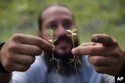 Manuel Sepulveda, a nursery management coordinator with Para la Naturaleza, a nonprofit organization, holds a couple of native oak seedlings, March 2, 2018, in one of its nurseries in the Rio Piedras Botanical Garden, in San Juan, Puerto Rico.