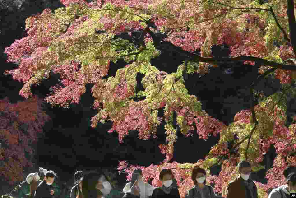 Visitors wearing face masks walk through the colorful autumn leaves at a park in Tokyo, Japan.