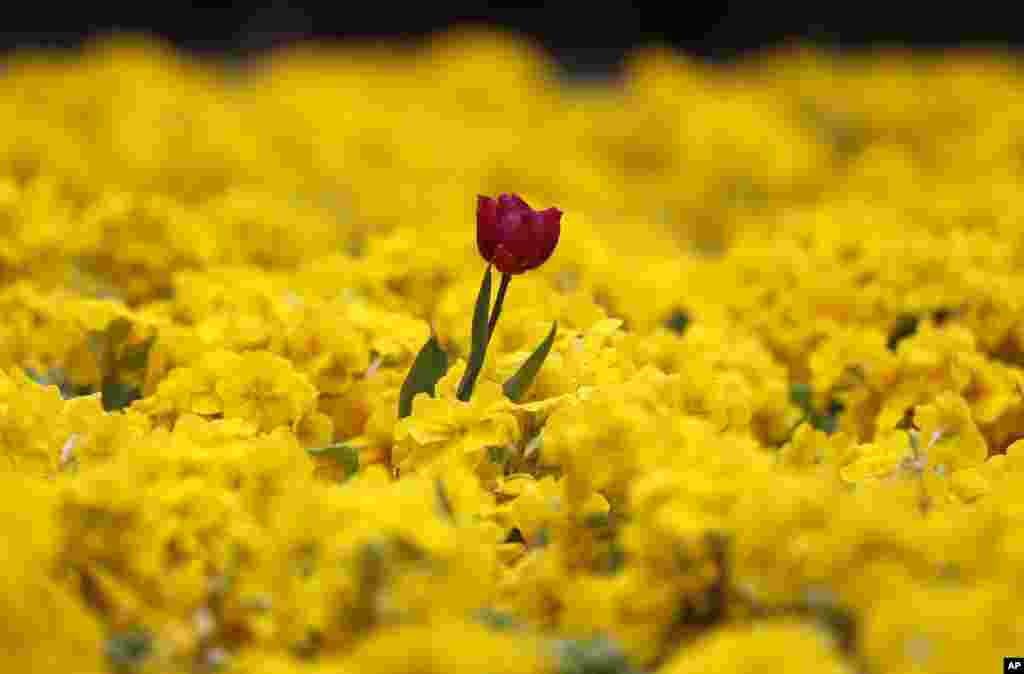 Setangkai bunga tulip merah menyembul di antara bunga-bunga warna kunning di taman kota London, Inggris.