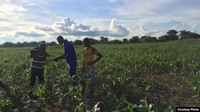 The armyworm invasion has attrached a lot of media attention in Zambia. (Courtesy - Derrick Sinjela in Zambia)