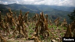 La mitad de los 15 millones de guatemaltecos vive en la pobreza y el país tiene la cuarta tasa del mundo de desnutrición.