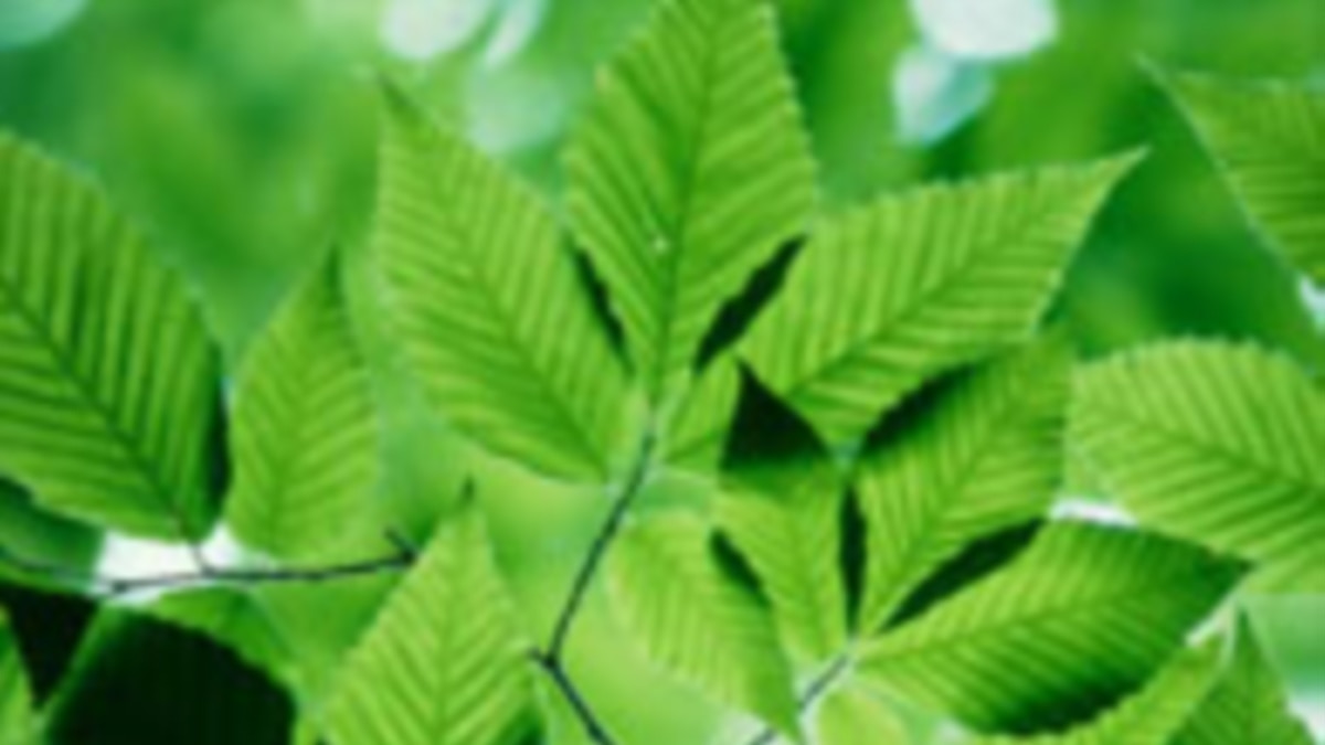 New Understanding of How Plants Use Water