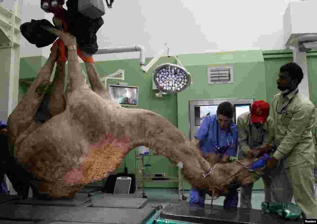 A camel is being brought for the foot surgery at the Dubai Camel Hospital in Dubai, United Arab Emirates.