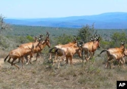 Typical leopard prey include these blesbuck antelope