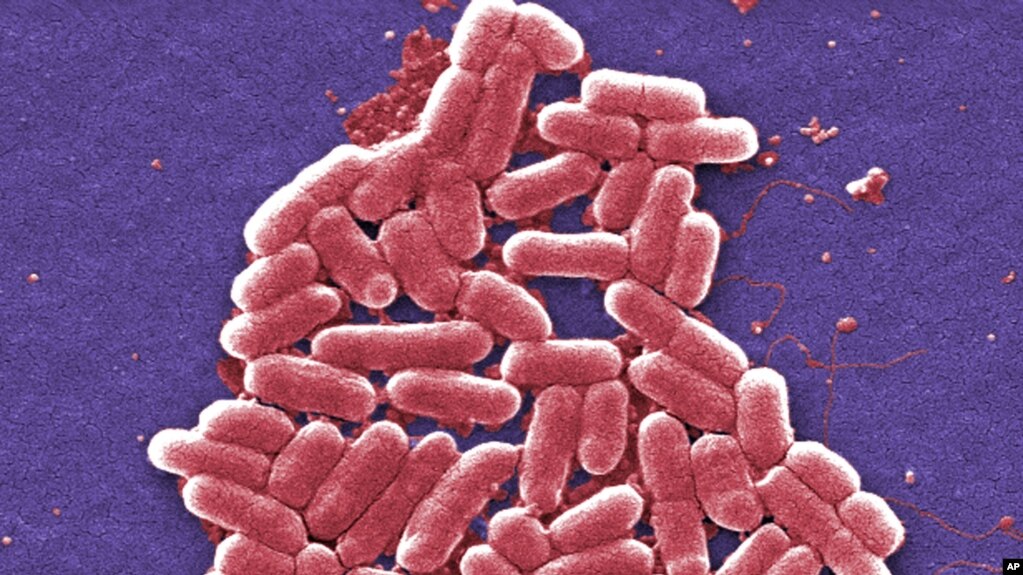 Chủng vi khuẩn E.coli kháng thuốc do Trung tâm Kiểm soát và Phòng ngừa Dịch bệnh Mỹ công bố.