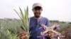 Malaysian Researchers Make Drones From Pineapple Leaves