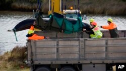 Los científicos creen que las corrientes marinas llevan a confusión y desorientan a los cetáceos al alterar sus sistemas sensoriales.