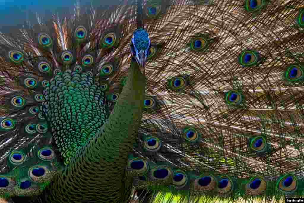 The endangered peafowl, in Cambodia, Vietnam and Myanmar, has declined due to hunting and habitat fragmentation. It also exists in Thailand, Laos, China and Indonesia. (Photo by Suy Senglim)
