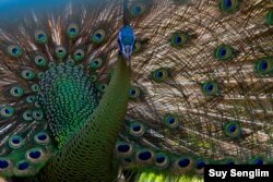 The endangered peafowl with significant populations only in Cambodia, Vietnam and Myanmar, has declined due to hunting, high demand of live birds, feathers and habitat fragmentation. It also exists in Thailand, Laos, China and Indonesia. (Photo by Suy Senglim)