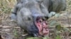 Việt Nam không ký thỏa thuận chống săn trộm tê giác với Nam Phi 