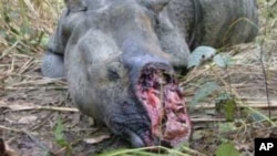 Tê giác bị giết để lấy sừng