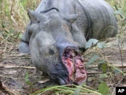 What Mander’s trying to prevent: the slaughter of Africa’s rhinos for their horns