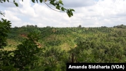 Parts of the land that belonged to the farmers have been converted to palm plantation.
