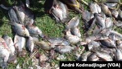 Des poissons frais se vendent à même le sol à N'Djamena, au Tchad. (VOA Afrique/André Kodmadjingar).