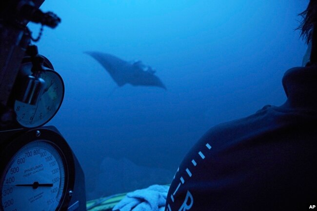 A manta ray swims near the submersible during a dive off the coast of the island of St. Joseph in the Seychelles, April 8, 2019.