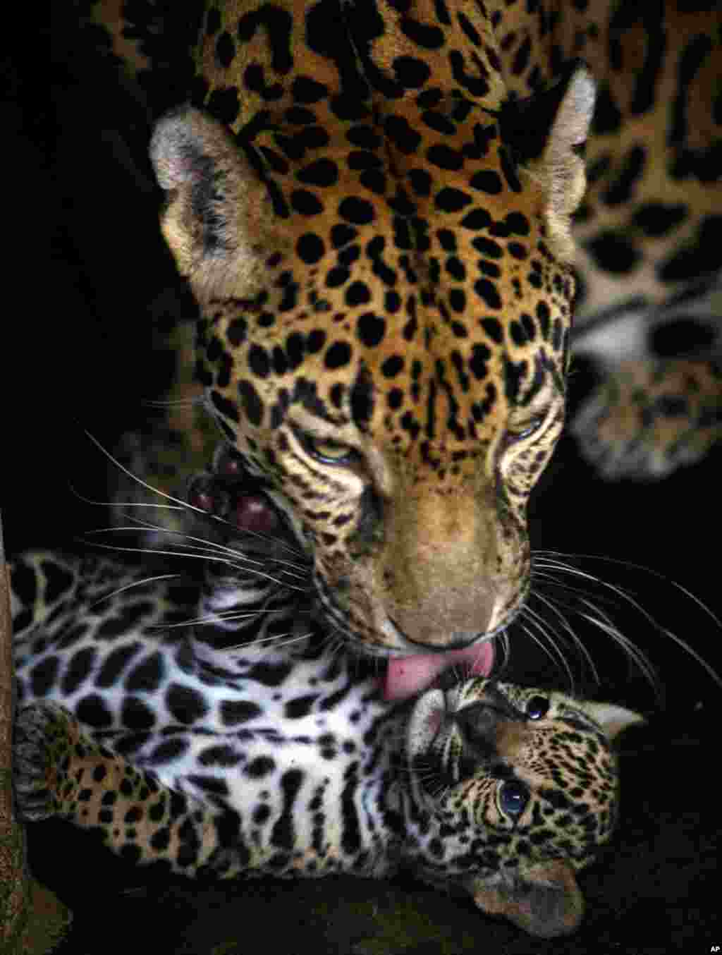 April 7: Rosa Salvaje, a jaguar, licks her one-week-old cub at the National Zoo in Managua, Nicaragua. (AP Photo/Esteban Felix)