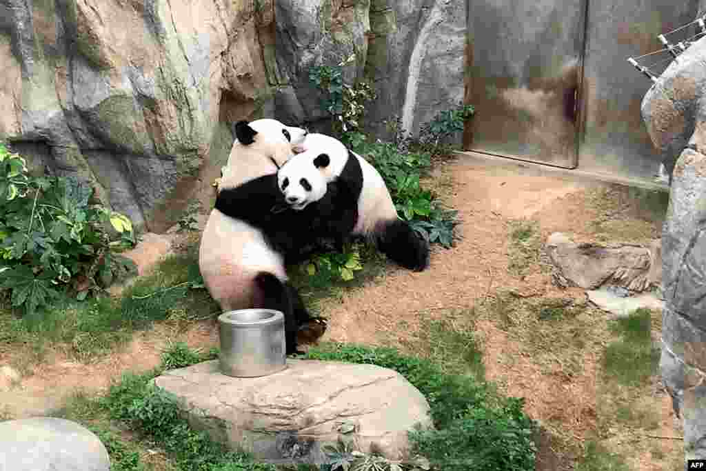 Giant pandas Ying Ying and Le Le are seen before mating at Ocean Park, Hong Kong, April 6, 2020. Stuck at home with no visitors and not much else to do, Ying Ying and Le Le finally decided to give mating a go after a decade of dodging the issue. (Photo by Ocean Park Hong Kong)