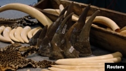  Siezed rhino horns and ivory tusks are displayed during a news conference in Hong Kong.