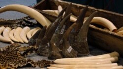 Stopping Rhino Horn Trafficking