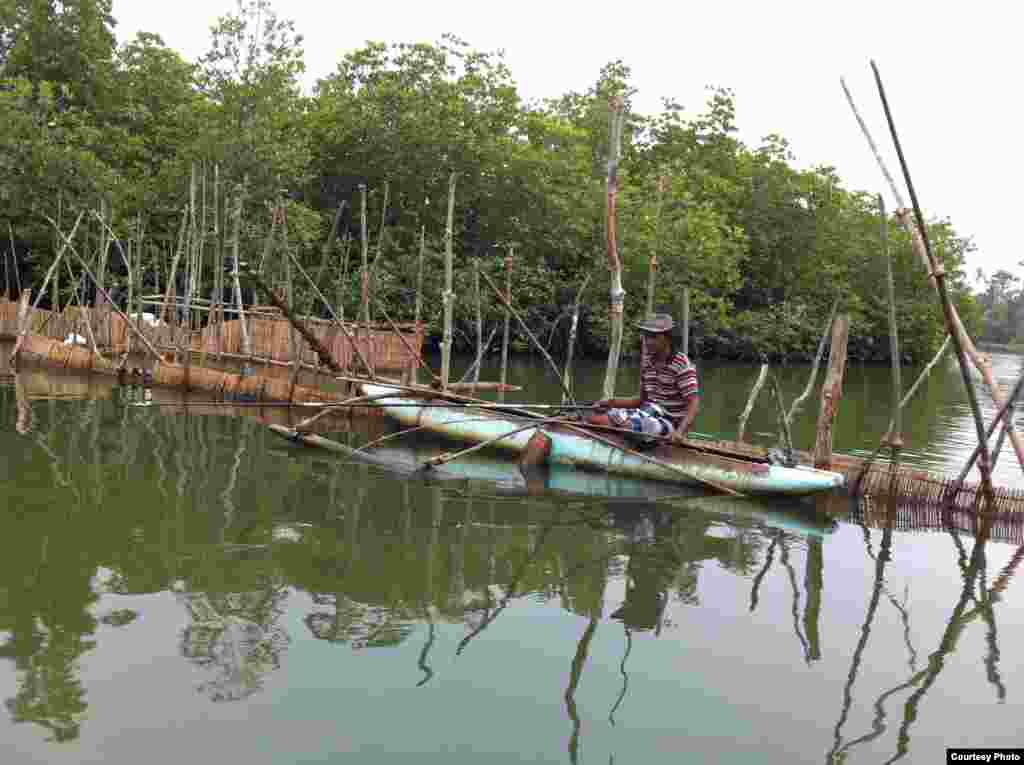 Seorang nelayan mencoba menangkap ikan di Sungai Gangga di kota Bentota, Sri Lanka. (Foto oleh Moh&#39;d Asadi / pembaca VOA).