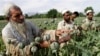 آمریکا و افغانستان شبکه های مواد مخدر طالبان را هدف قرار داده اند