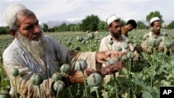 FILE - In this May 10, 2013 file photo, Afghan farmers collect raw opium as they work in a poppy field in Khogyani district of Jalalabad, east of Kabul, Afghanistan. 