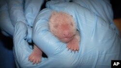 In this photo provided by the Smithsonian's National Zoo, a member of the panda team at the Smithsonian’s National Zoo performs the first neonatal exam Sunday, Aug. 25, 2013, on a giant panda cub born Aug. 23, in Washington. 