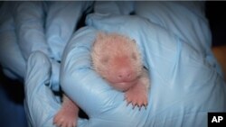 In this photo provided by the Smithsonian's National Zoo, a member of the Zoo's panda team performs the first neonatal exam Sunday, Aug. 25, 2013, on a giant panda cub born two days prior in Washington. 