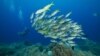 Palau Making Most of Its Seas a Sanctuary