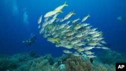 Palau is home to more than 1,300 species of fish and 700 species of coral.