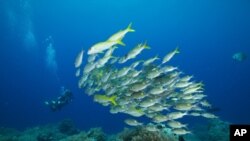 Palau tiene más 1.700 especies de peces y más de 700 tipos de coral.