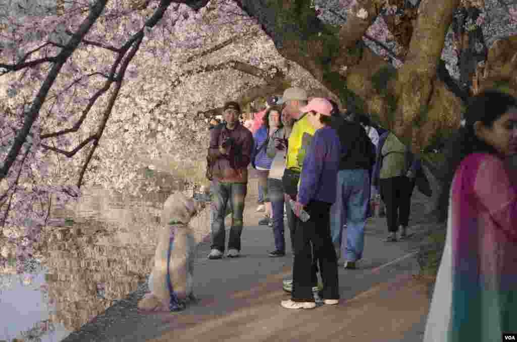 A visitor attempts to photograph his dog under the cherry trees at the Tidal Basin, Washington, DC, April 13, 2014. (Elizabeth Pfotzer/VOA)