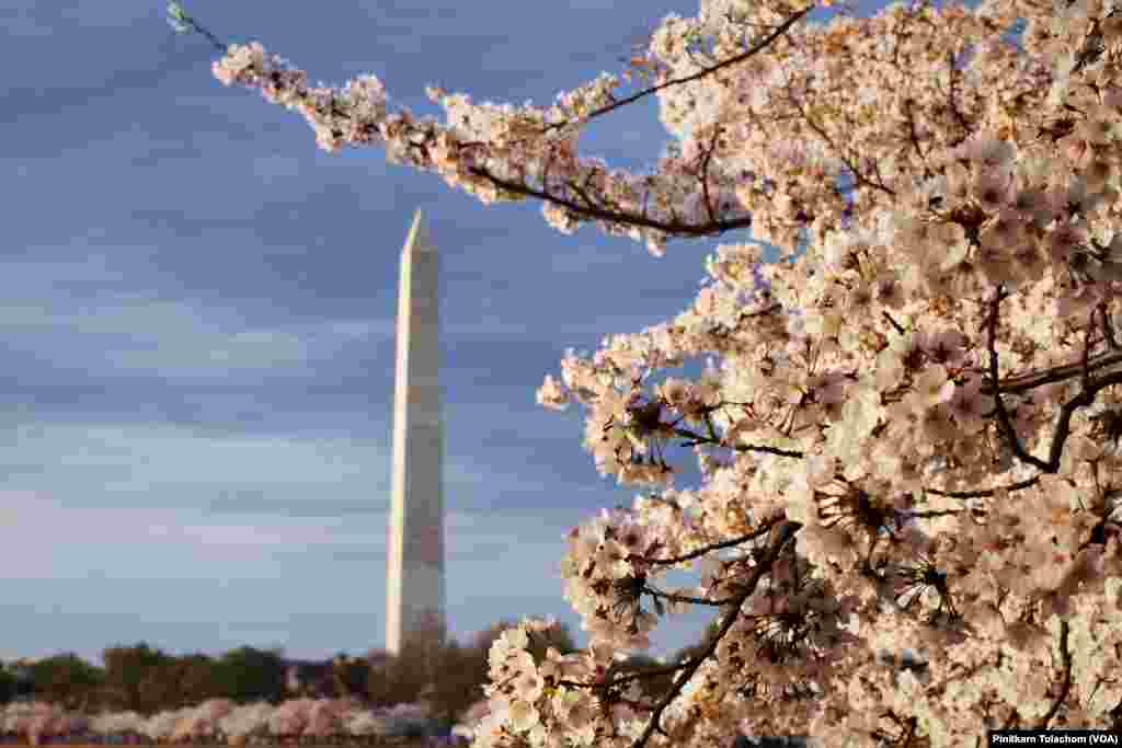 Views of Washington Monument, Cherry Blossoms and Tidal Basin. Washington,DC April 4, 2019.