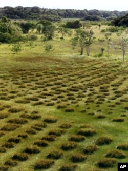 Before European settlers arrived, farmers on the rainforest savanna grew crops in raised beds, a practice which would be forgotten for 500 years.