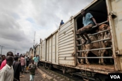 Cattle are offloaded from a freight train at the Oko-Oba abattoir in Lagos, Nigeria, Sept. 3, 2016. (C. Stein/VOA)