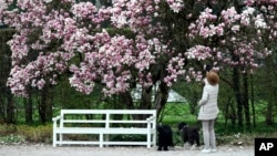 FILE - A woman takes pictures of a Tulip Magnolia tree during her walk through the park of castle Nymphenburg in Munich, Germany, April 10, 2019. (AP Photo/Matthias Schrader)