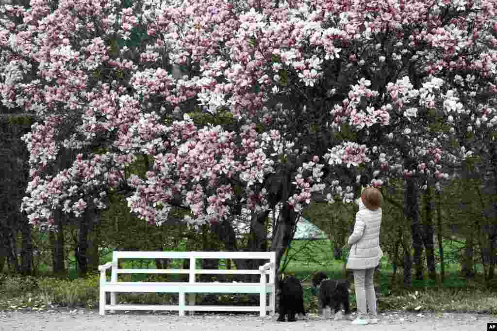 A woman takes pictures of a Tulip Magnolia tree during her walk through the park of castle Nymphenburg in Munich, Germany.